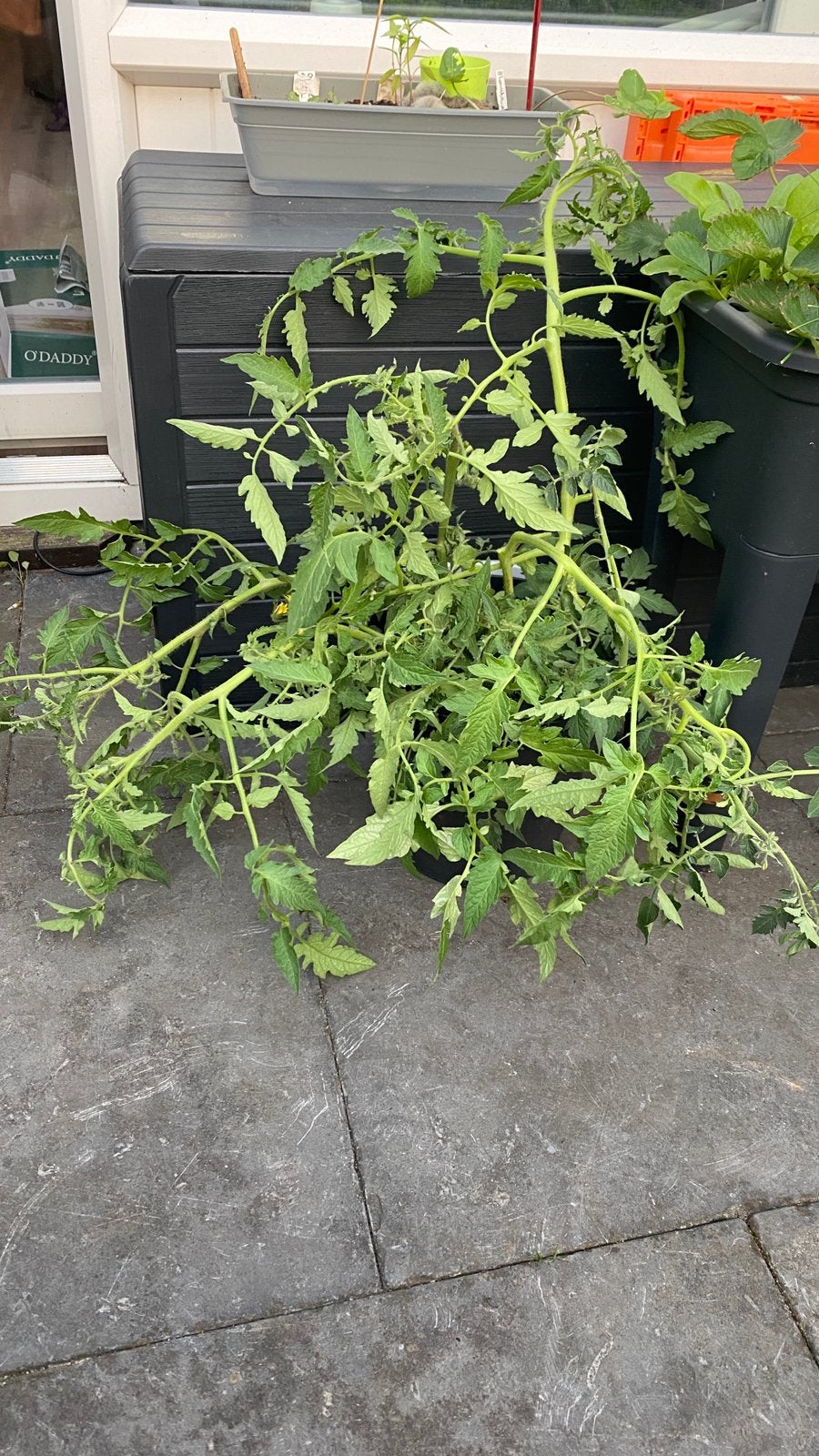 GRATIS Allemaal tomatenstekken! Van grote tomaten, Tuin en Terras, Ophalen, Eenjarig, Groenteplanten, Volle zon