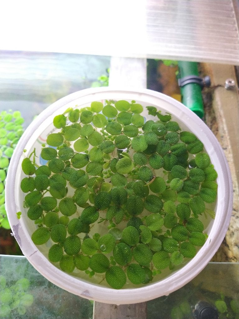 Salvinia Minima (Drijfplanten), Dieren en Toebehoren, Ophalen, Inclusief planten, Plant(en), Steen of Hout, Nieuw