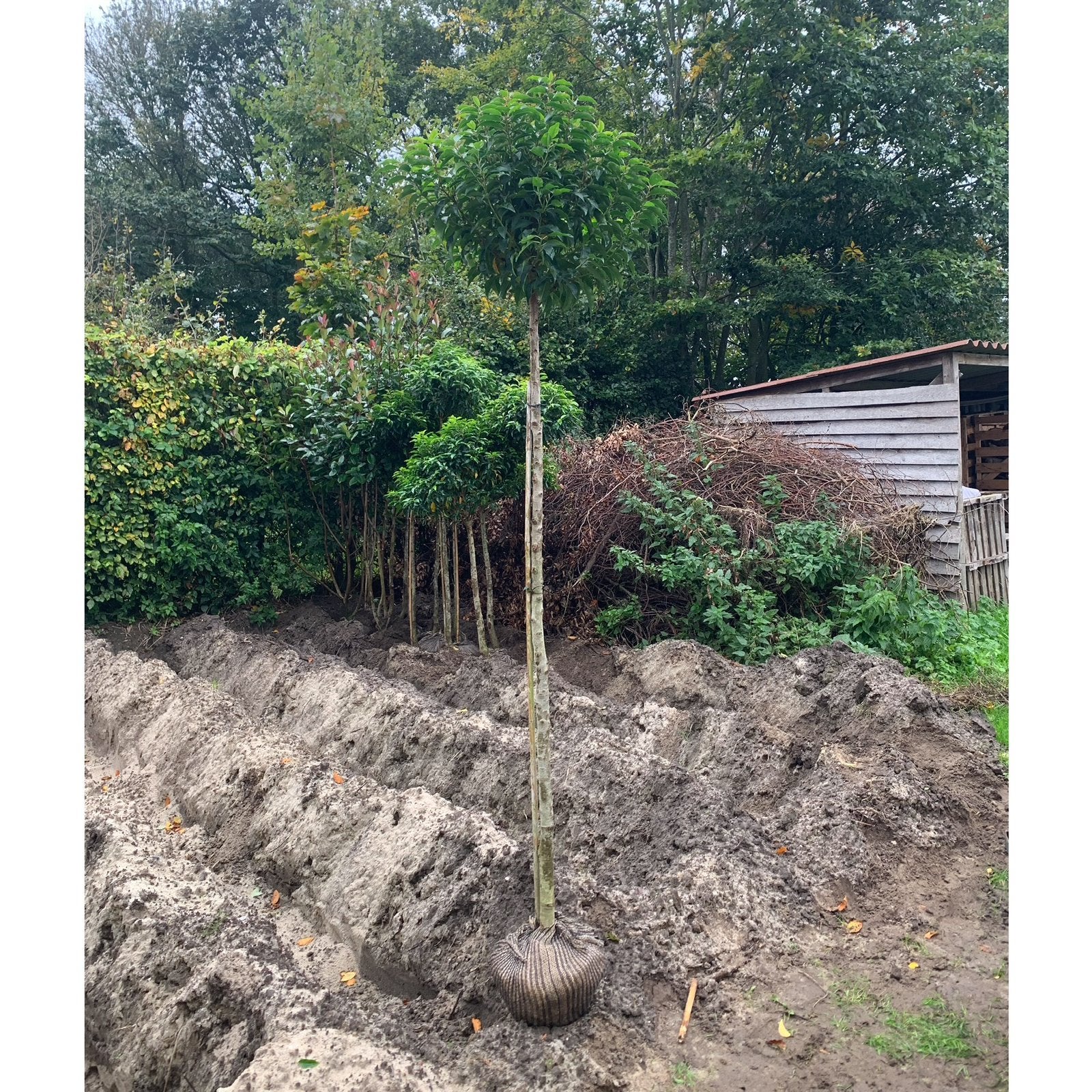 Bolvorm portugese laurier 180 stam, wintergroen, Tuin en Terras, Halfschaduw, 100 tot 250 cm, Zomer, Ophalen