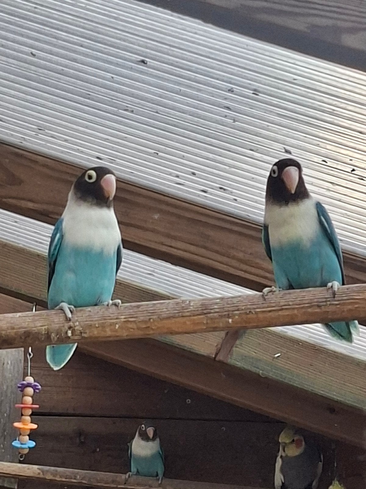 personata's, Dieren en Toebehoren, Vogels | Parkieten en Papegaaien, Geslacht onbekend, Dwergpapegaai of Agapornis, Tam
