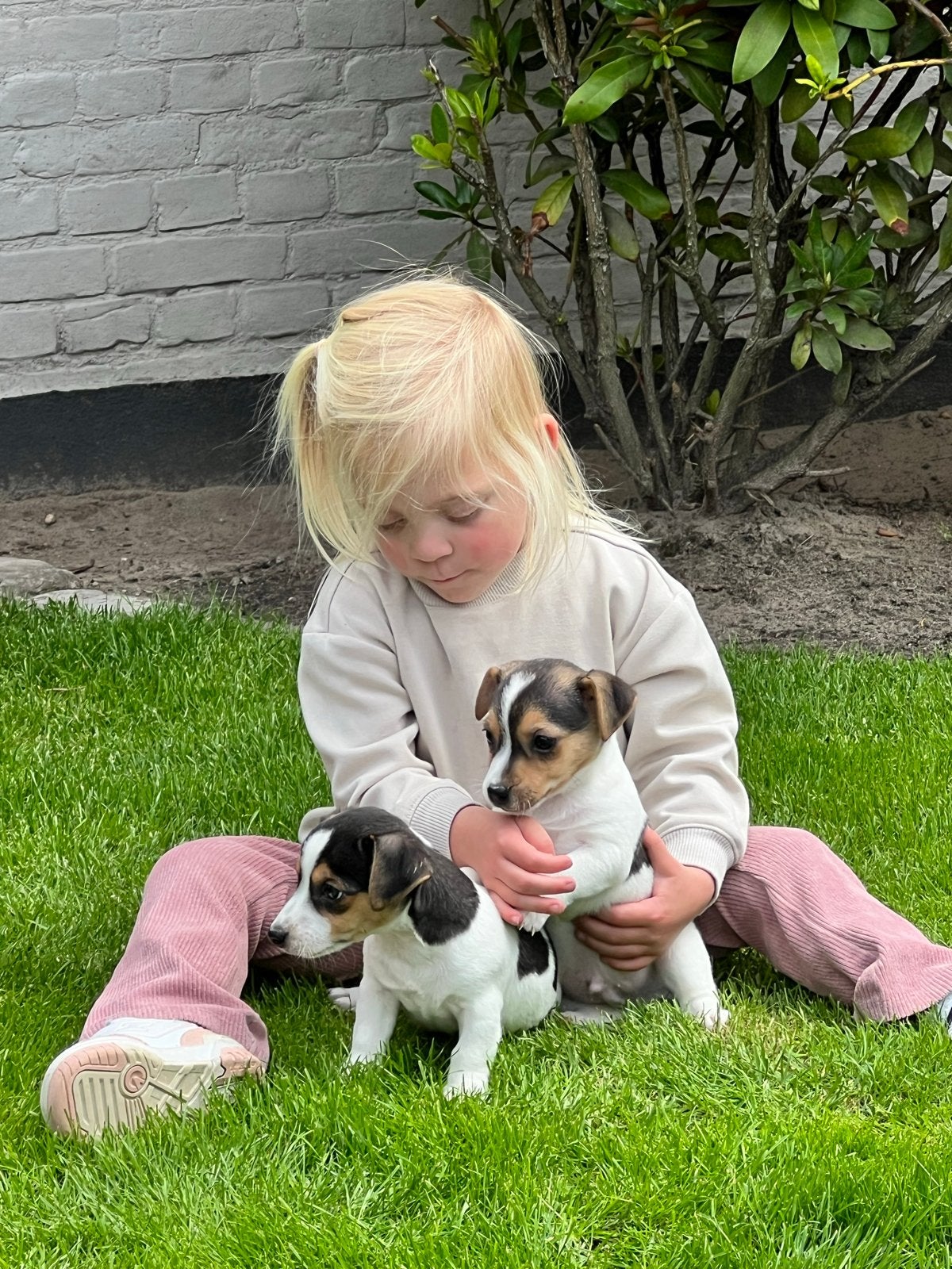 Jack russell pups, Dieren en Toebehoren, Parvo, Jack Russell Terriër, 8 tot 15 weken, Meerdere