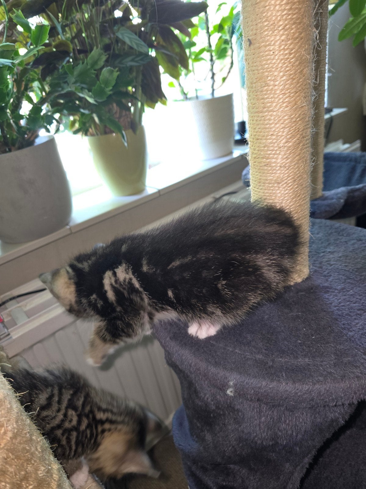 Kittens te koop ( NOG ÉÉN POESJE BESCHIKBAAR!!!!!), Dieren en Toebehoren