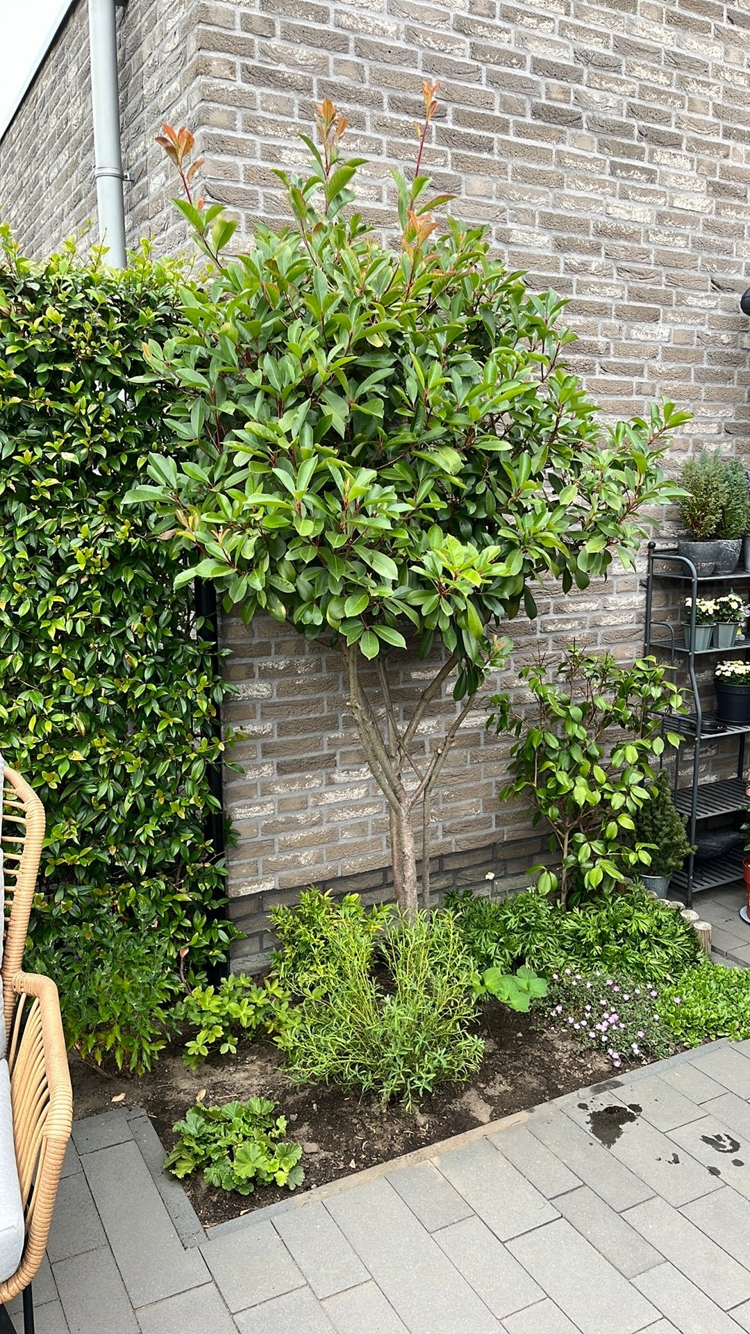 Glansmispel - Red Robin, Ophalen, Halfschaduw, Overige soorten, Lente