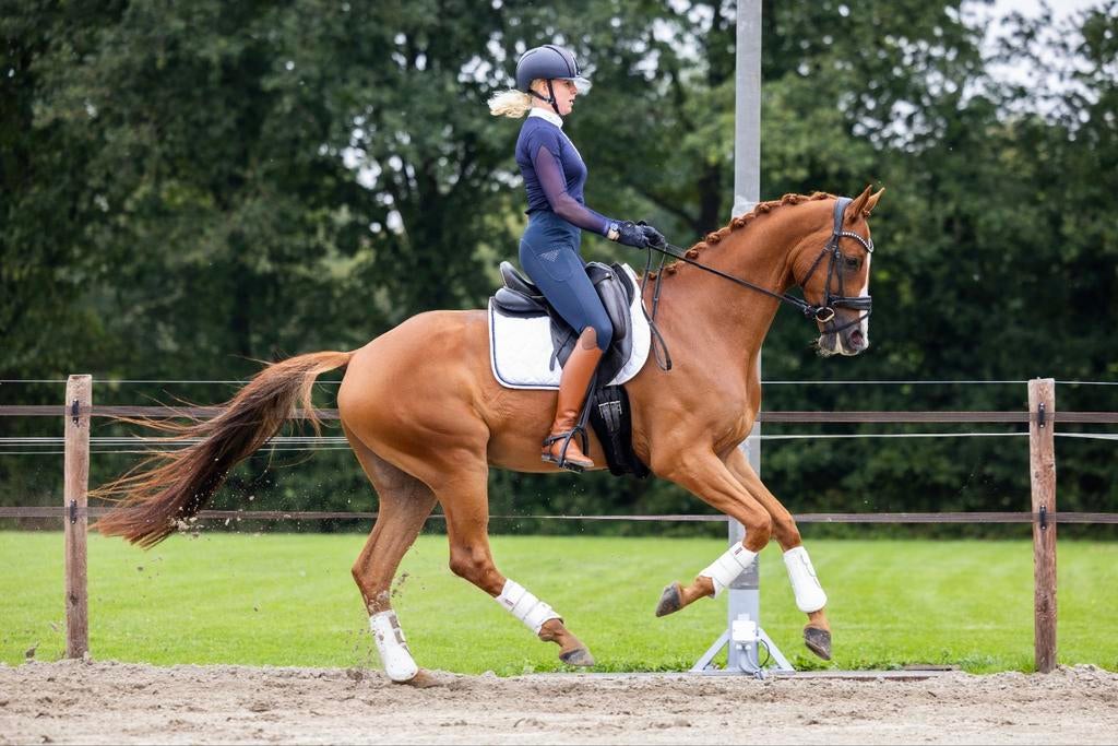 Kwaliteitsvolle M dressuur ruin 6 jaar, Met stamboom, Ruin, M, Dressuurpaard