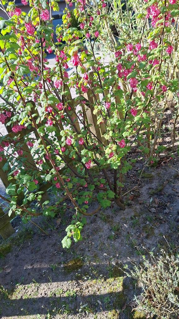 mooie grote ribes, Tuin en Terras, Ophalen, Overige soorten, Struik