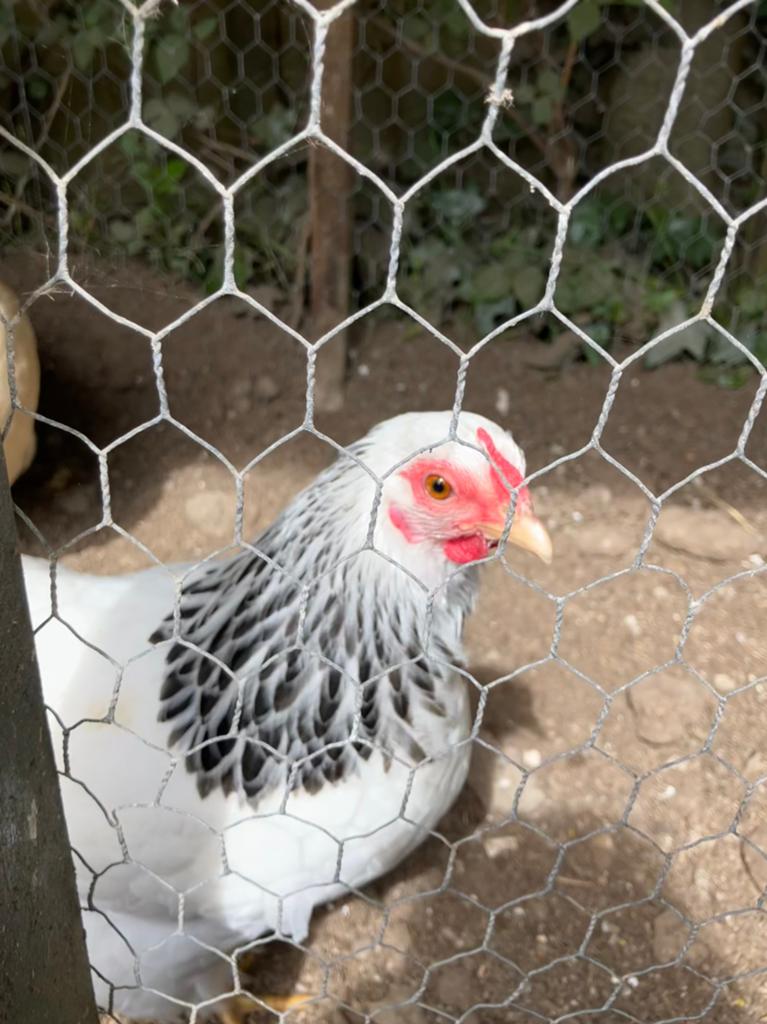 Wyandotte kriel Zwart wit Columbia, Dieren en Toebehoren, Pluimvee, Vrouwelijk, Kip