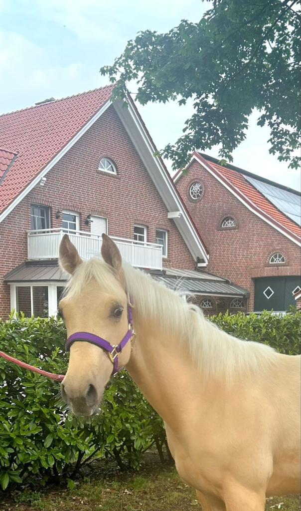 Mooi, Lief, Luxe Palomino Quarter Horse jaarling hengst, Minder dan 160 cm, Niet van toepassing, 0 tot 2 jaar, Hengst