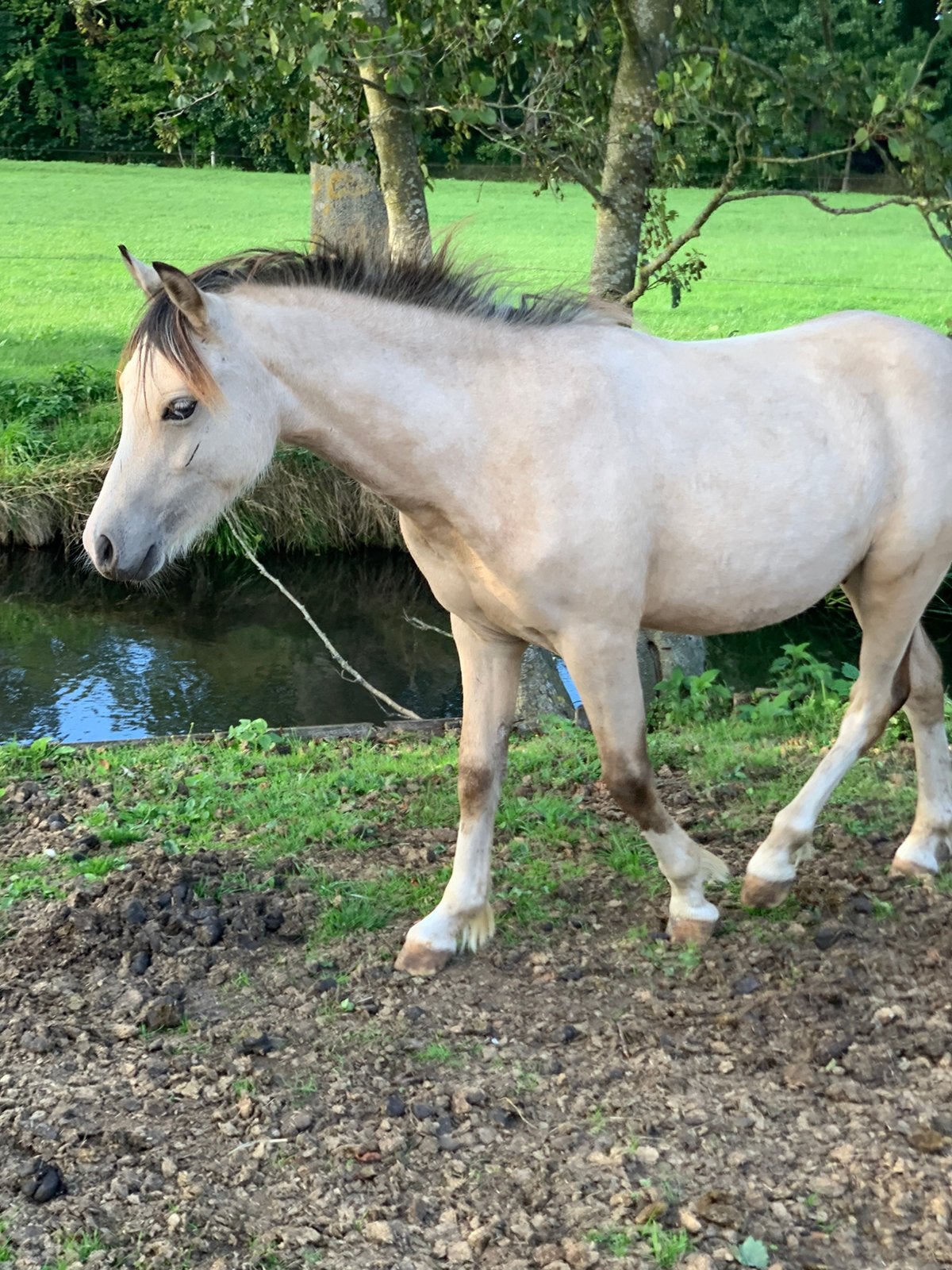 3 welsh A hengsten, Hengst, Niet van toepassing, A pony (tot 1.17m), 0 tot 2 jaar