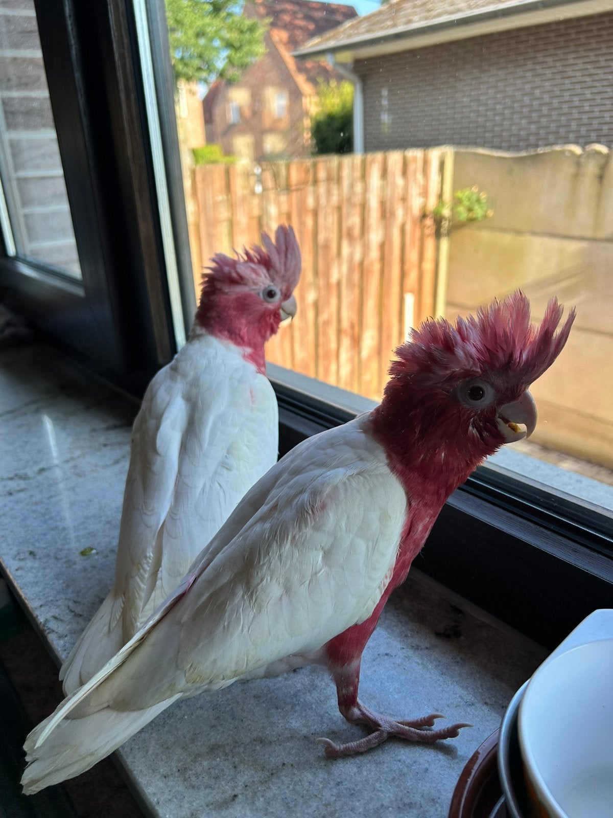 Handtamme lutino rosé kaketoes, Mannelijk, Papegaai, Pratend