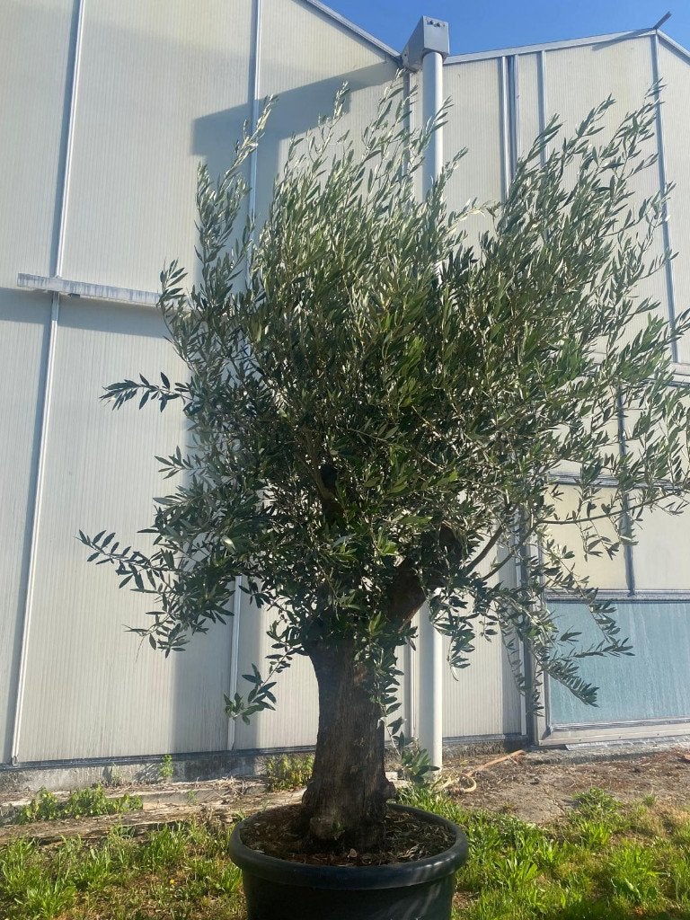 XXXL Dikke Olijfboom Olea Europaea Blije olijfbomen, Lente, 100 tot 250 cm, Olijfboom, Ophalen