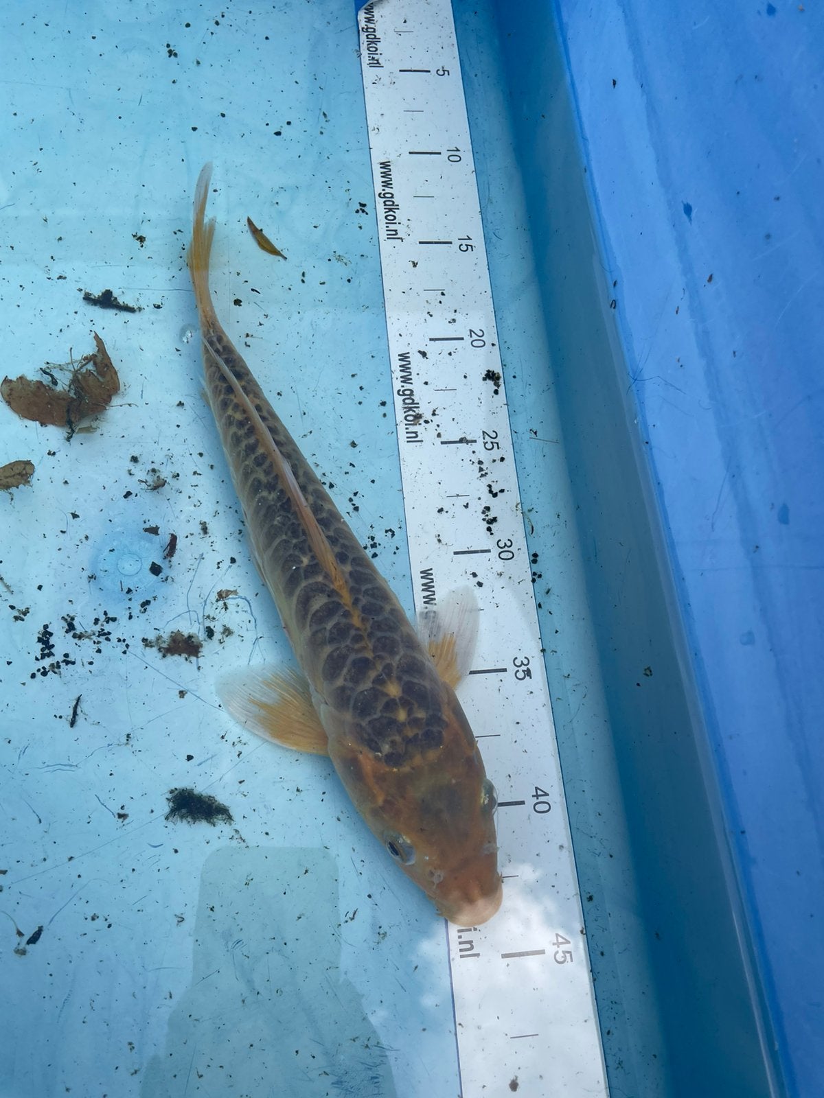 Koikarper ruim 30 cm, Dieren en Toebehoren, Vissen | Vijvervissen, Karper of Koi