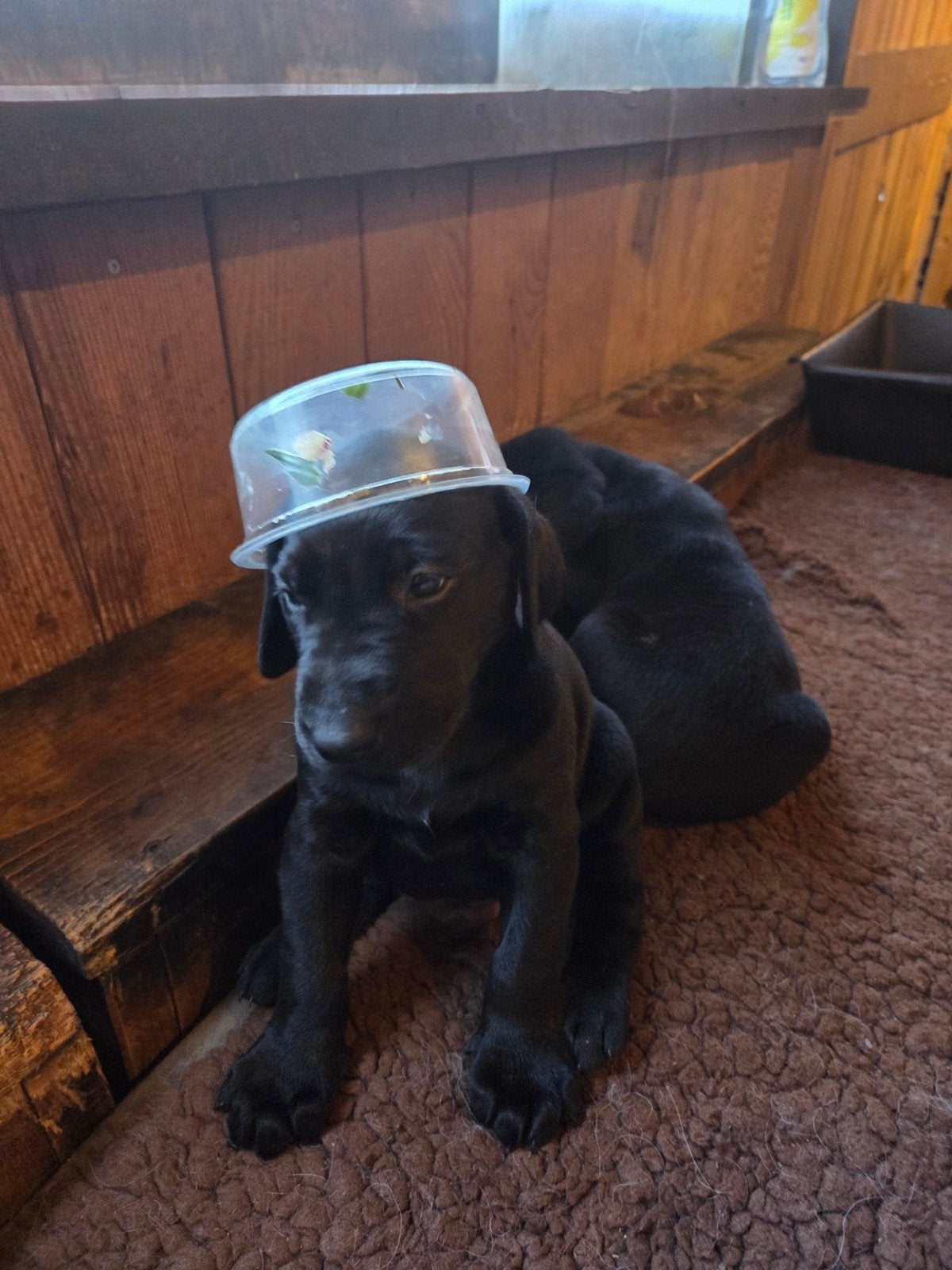 Te Reserveren Doberman x Pups, 8 tot 15 weken, Parvo, Meerdere, Meerdere dieren