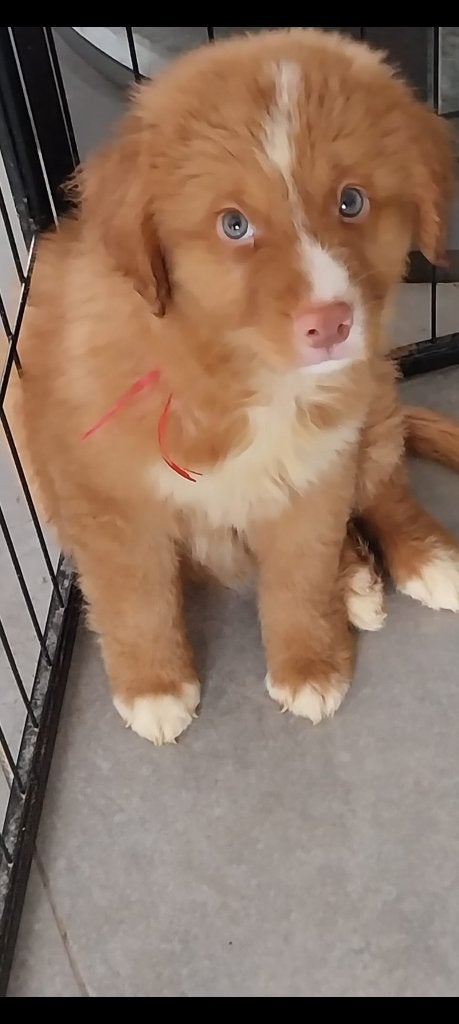 Supermooi Toller reutje, Dieren en Toebehoren, Reu, 8 tot 15 weken, Eén hond, Parvo