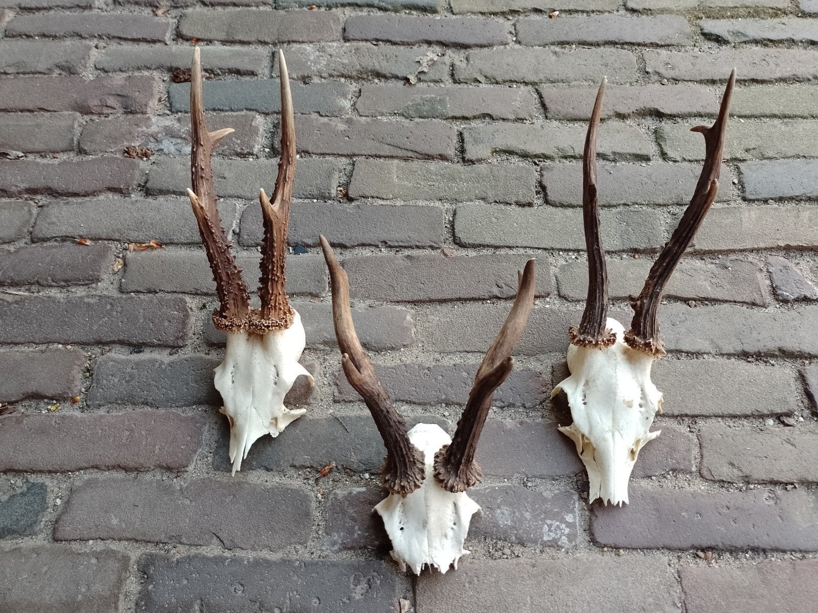 Lot geweitjes gewei reebok ree schedel landelijk, Ophalen of Verzenden, Hert, Schedel