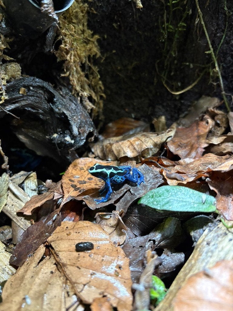 Dendrobates tinctorius Sipaliwini Blue Frog photo 4