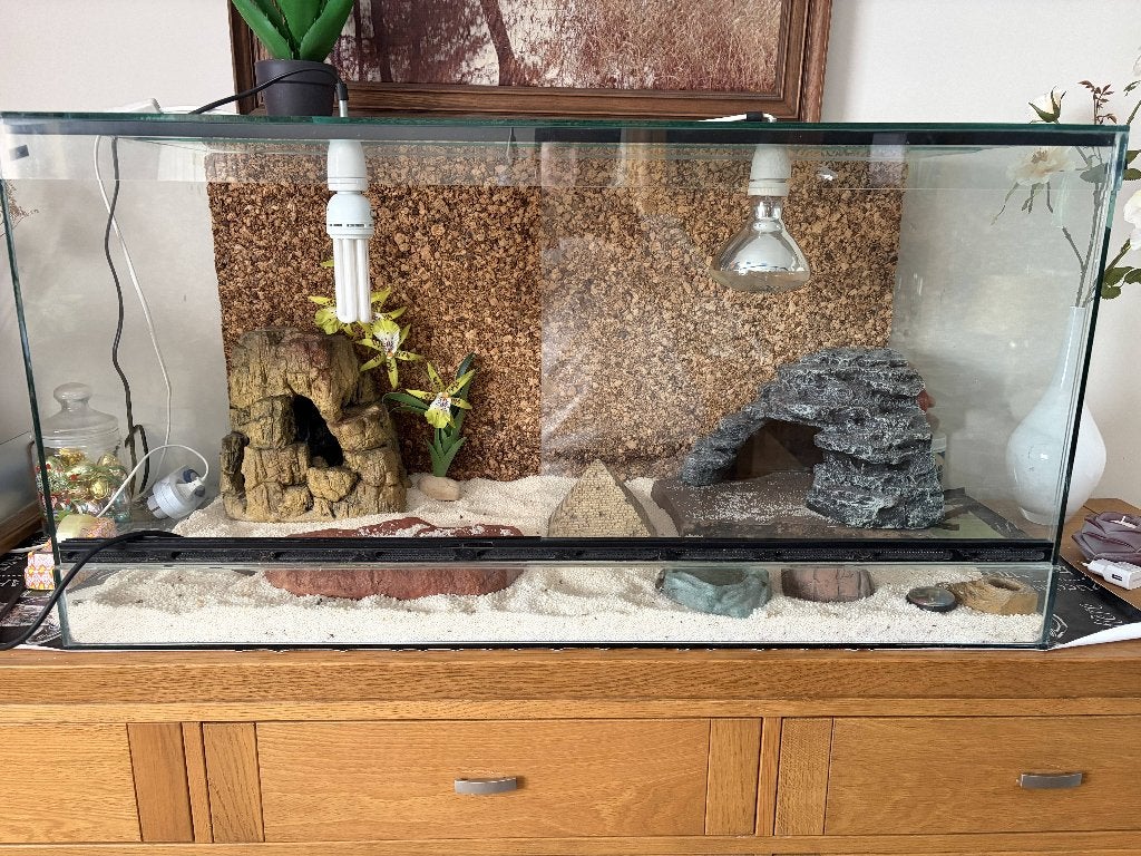 Ruim glazen terrarium 100  50  50 cm, Dieren en Toebehoren, Ophalen, Zo goed als nieuw, Terrarium of Paludarium