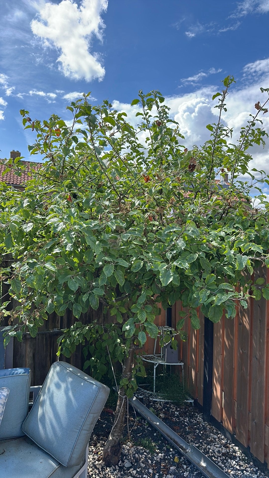 Appelboom 2 meter hoog en breed, Overige soorten, Lente, 100 tot 250 cm, Ophalen