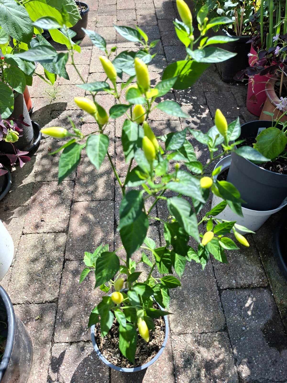 Vietnamese Chilipeper Plant, Ophalen, Overige soorten, Volle zon