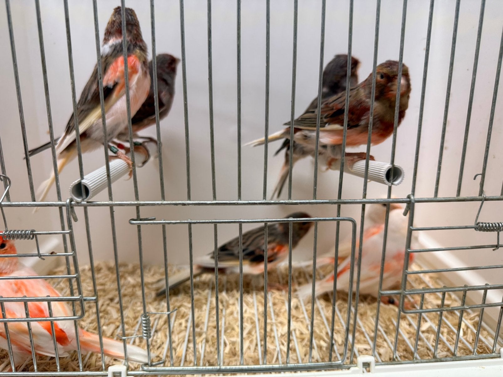 Harlekijn kanaries, Meerdere dieren, Kleurkanarie