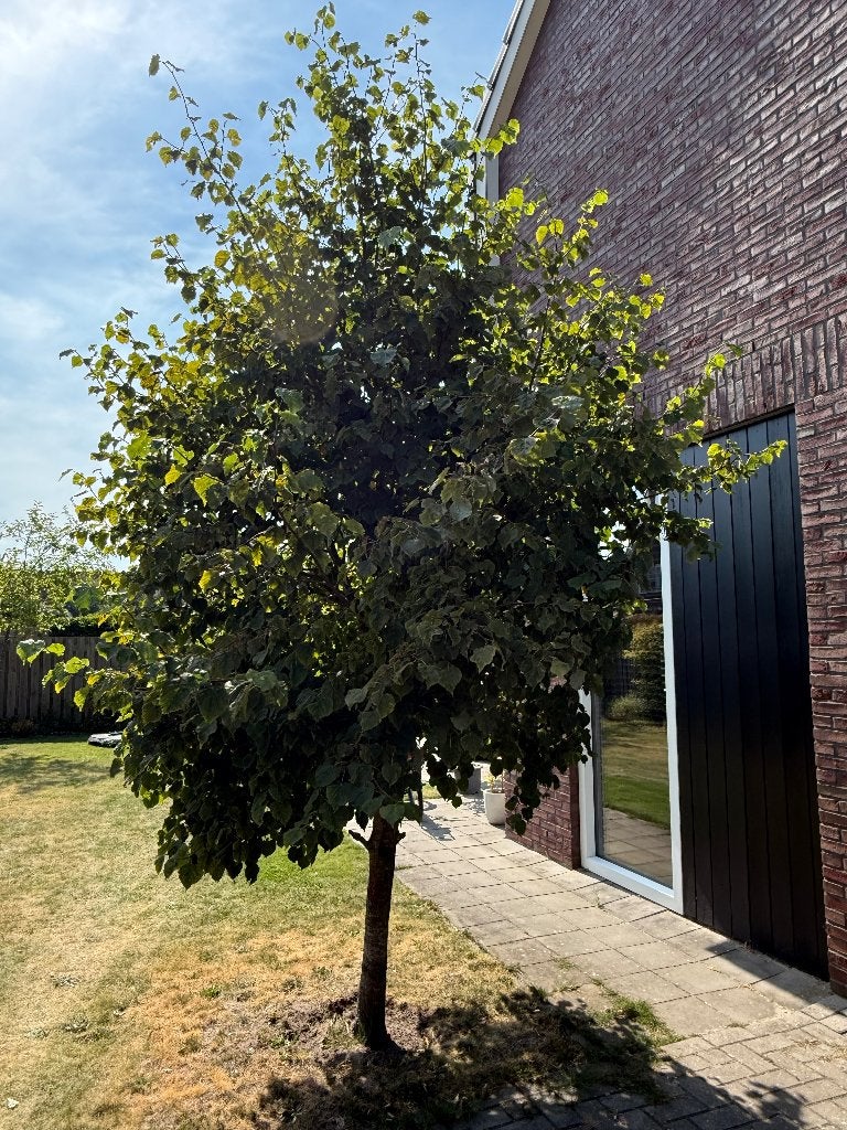 Winterlinde (Tilia cordata), Ophalen, Volle zon, Overige soorten, 250 tot 400 cm
