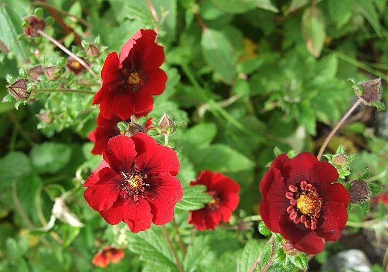 Zaden Potentilla Monarch velvet, Tuin en Terras, Verzenden, Volle zon