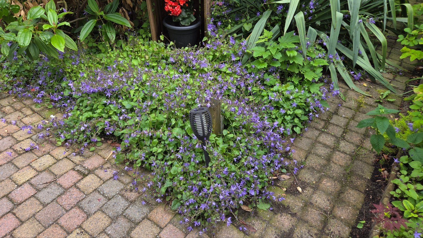 Campanula uit eigen tuin, Ophalen, Minder dan 30 cm, Rond, Balkon