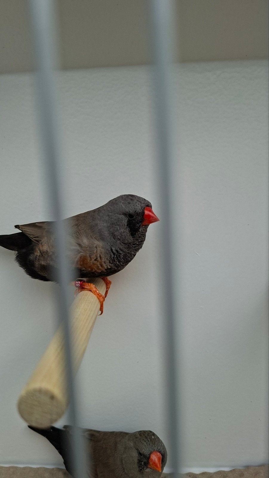 zebravinken, Dieren en Toebehoren, Vogels | Overige Vogels, Meerdere dieren, Tropenvogel, Geringd