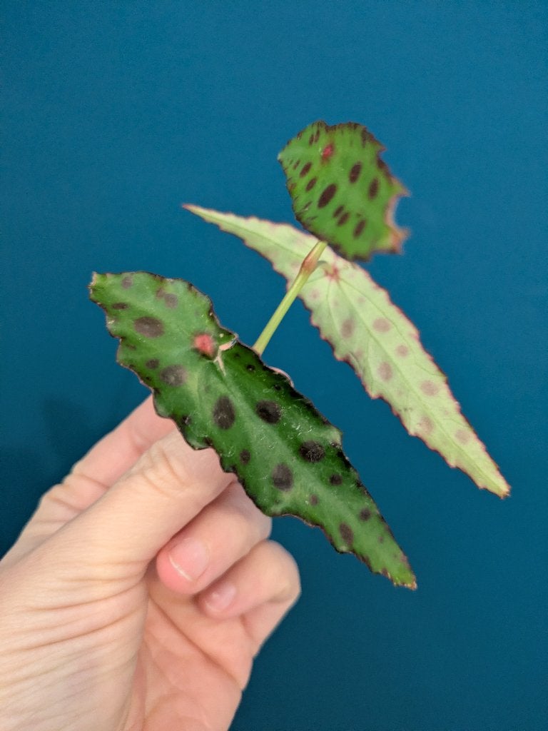 Begonia Amphioxus stekje, Ophalen of Verzenden, Halfschaduw, Minder dan 100 cm