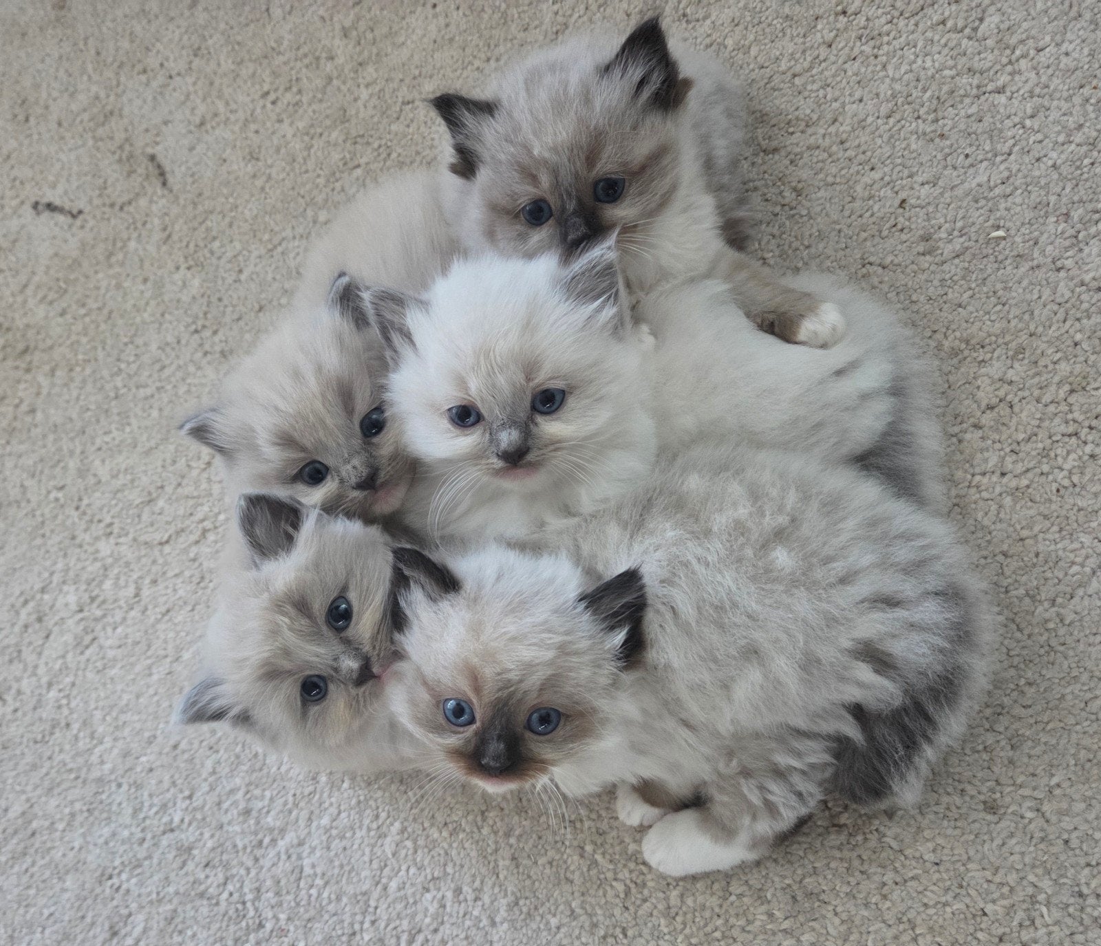 Allerliefste Ragdoll Kittens