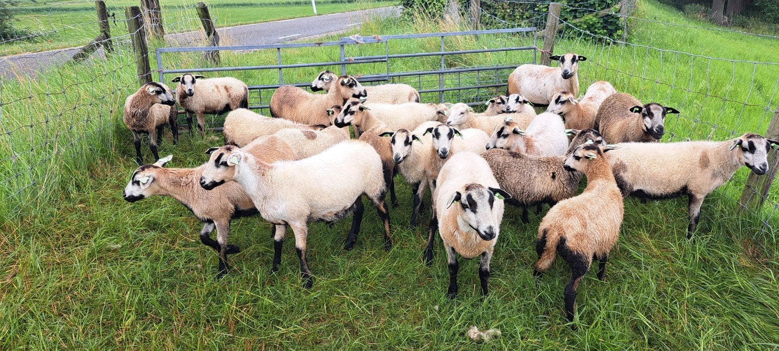 Maasduinen ooilammeren, Vrouwelijk, Schaap, 0 tot 2 jaar