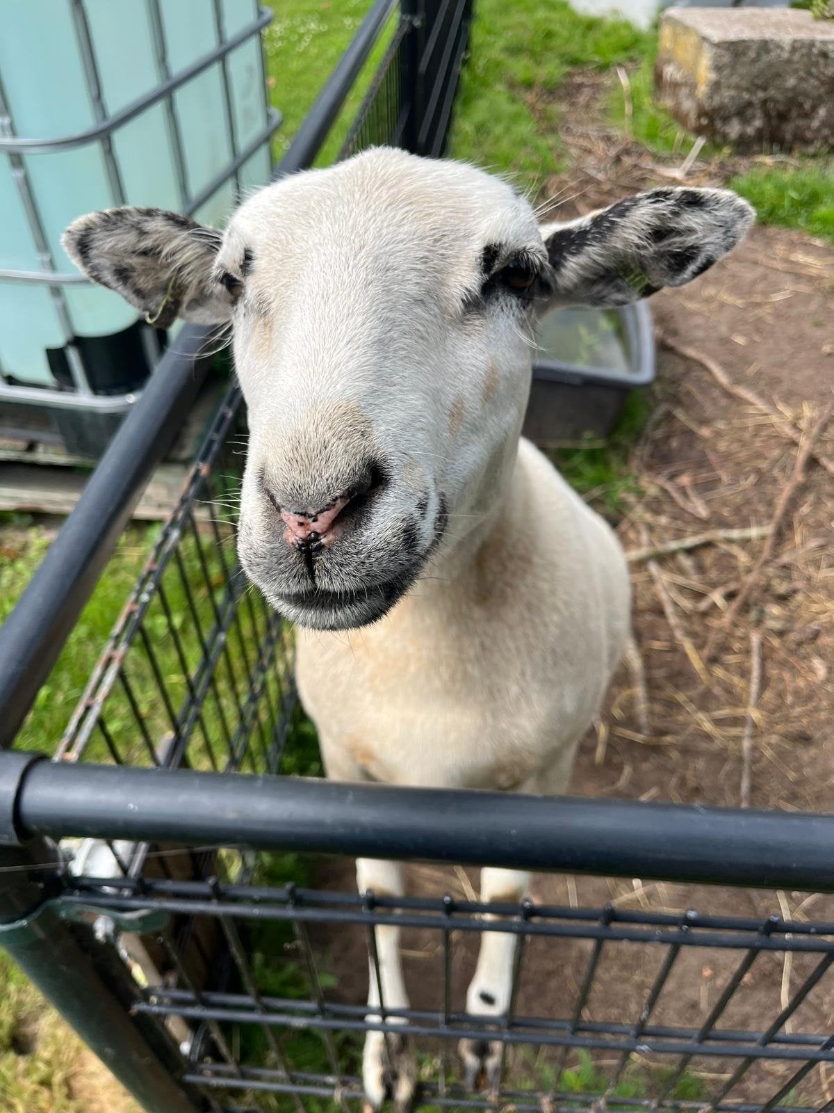 Maasduinen ooi te koop, Dieren en Toebehoren, Schapen, Geiten en Varkens, Vrouwelijk, Schaap