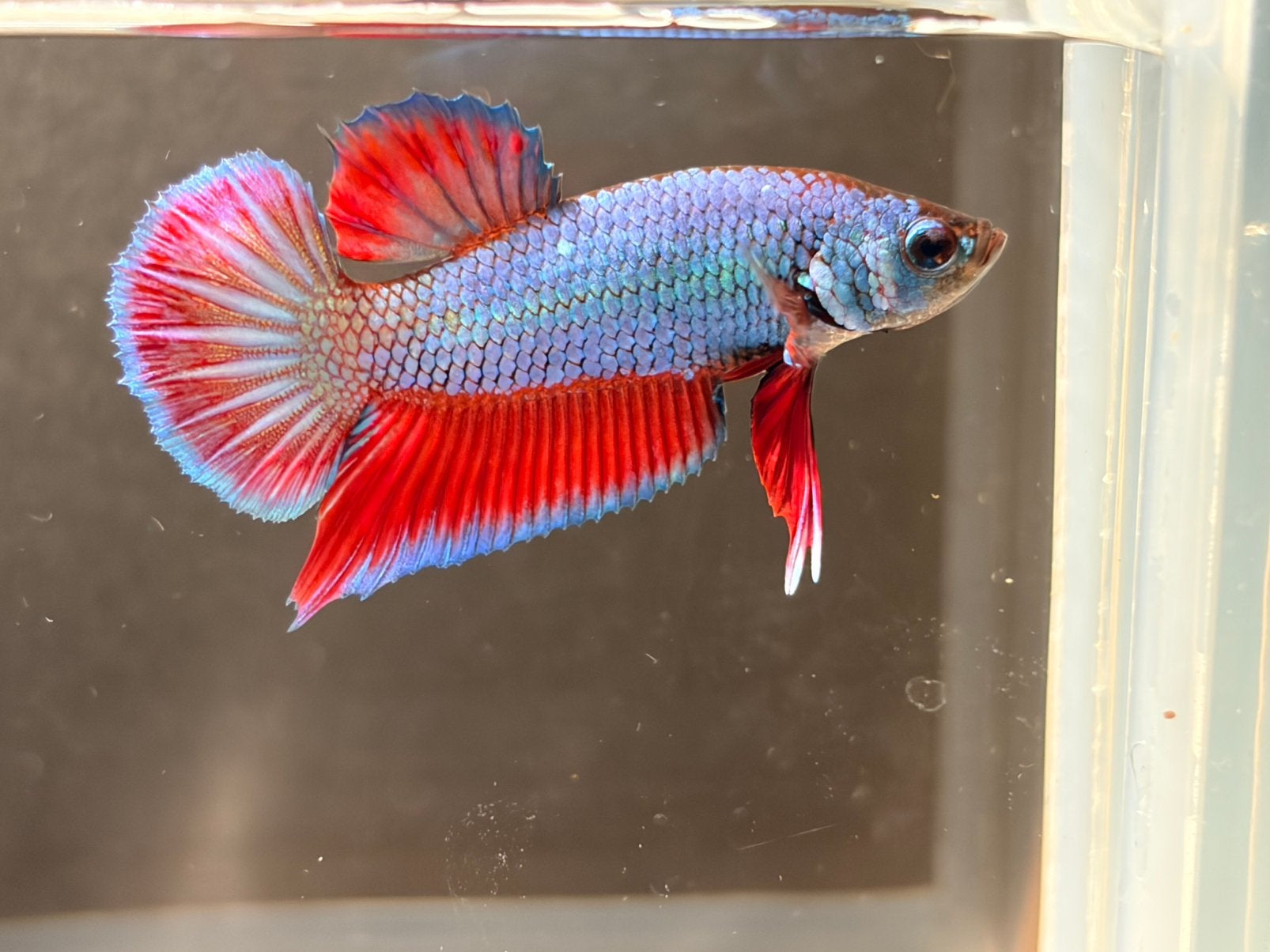 Betta Splendens Kempvis man, rood blauw lees tekst, Dieren en Toebehoren, Vis