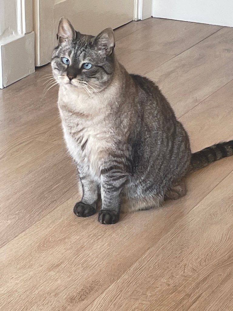 Kat ter overname van 11 jaar ( half siamees), Dieren en Toebehoren, Kater, Gechipt, 6 jaar of ouder