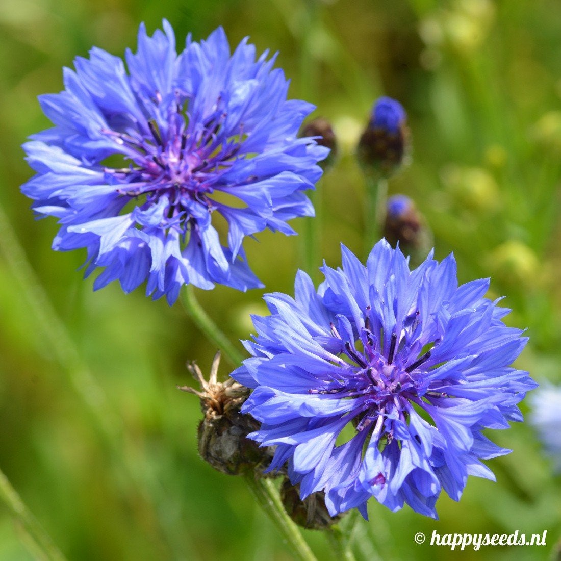 Uit de biologische moestuin: Korenbloem, blauw, zaden, Ophalen of Verzenden, Voorjaar, Volle zon, Zaad