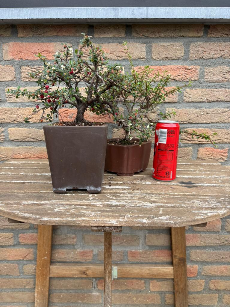 Bonsai, cotoneaster (set), Tuin en Terras, Planten | Bomen, Overige soorten, Minder dan 100 cm, Zomer, Ophalen
