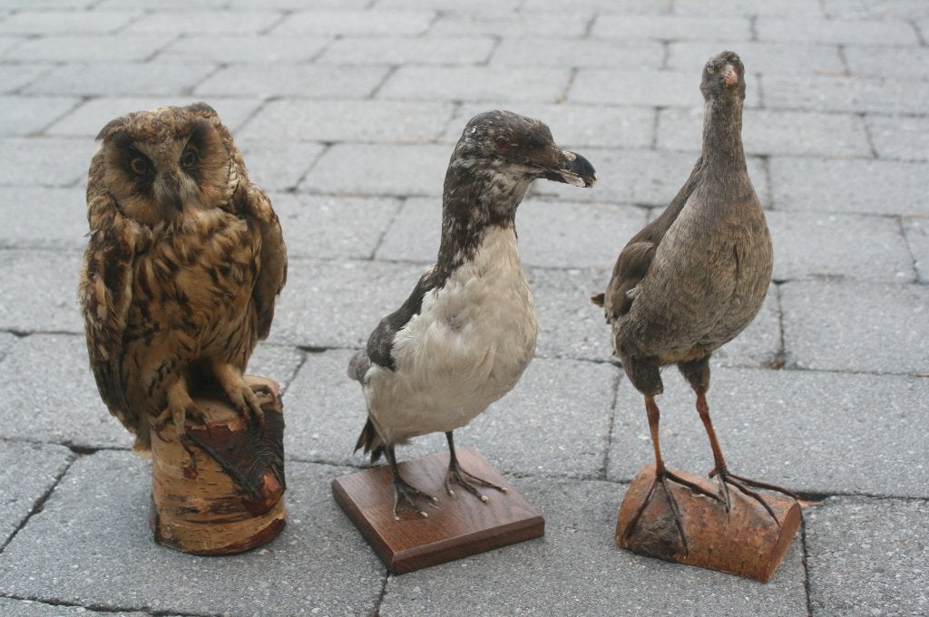 3 x opgezette vogels antiek uil + zeevogels, Ophalen of Verzenden, Zo goed als nieuw, Vogel, Opgezet dier