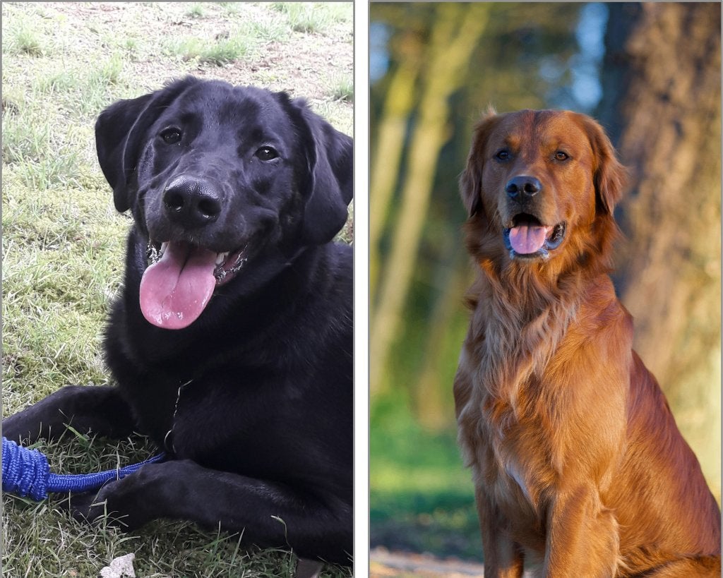 Pups verwacht Golden retriever Outcross!, Golden retriever, 8 tot 15 weken, Parvo, Meerdere