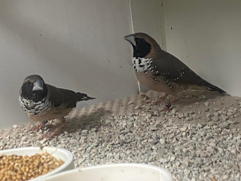 Koppel Witborst Rietvinken, Dieren en Toebehoren, Vogels | Overige Vogels, Meerdere dieren