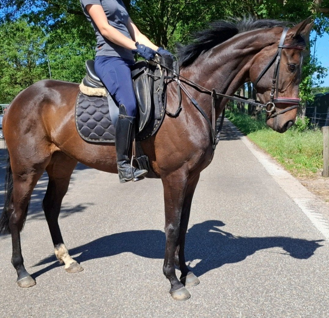 Brave talentvolle 5 jr allrounder 1,65(recr-manege-sport), Merrie, Recreatiepaard