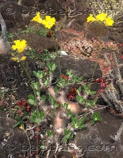 Caudex Pachypodium Horombense Poiss uit Madagaskar., Overige soorten, Ophalen of Verzenden, In pot, Minder dan 100 cm