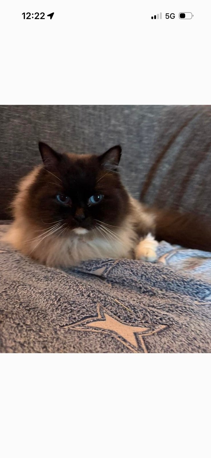 Ragdoll kater en maincoon kater, Dieren en Toebehoren, Katten en Kittens | Overige Katten, Meerdere dieren, Langharig, 0 tot 2 jaar