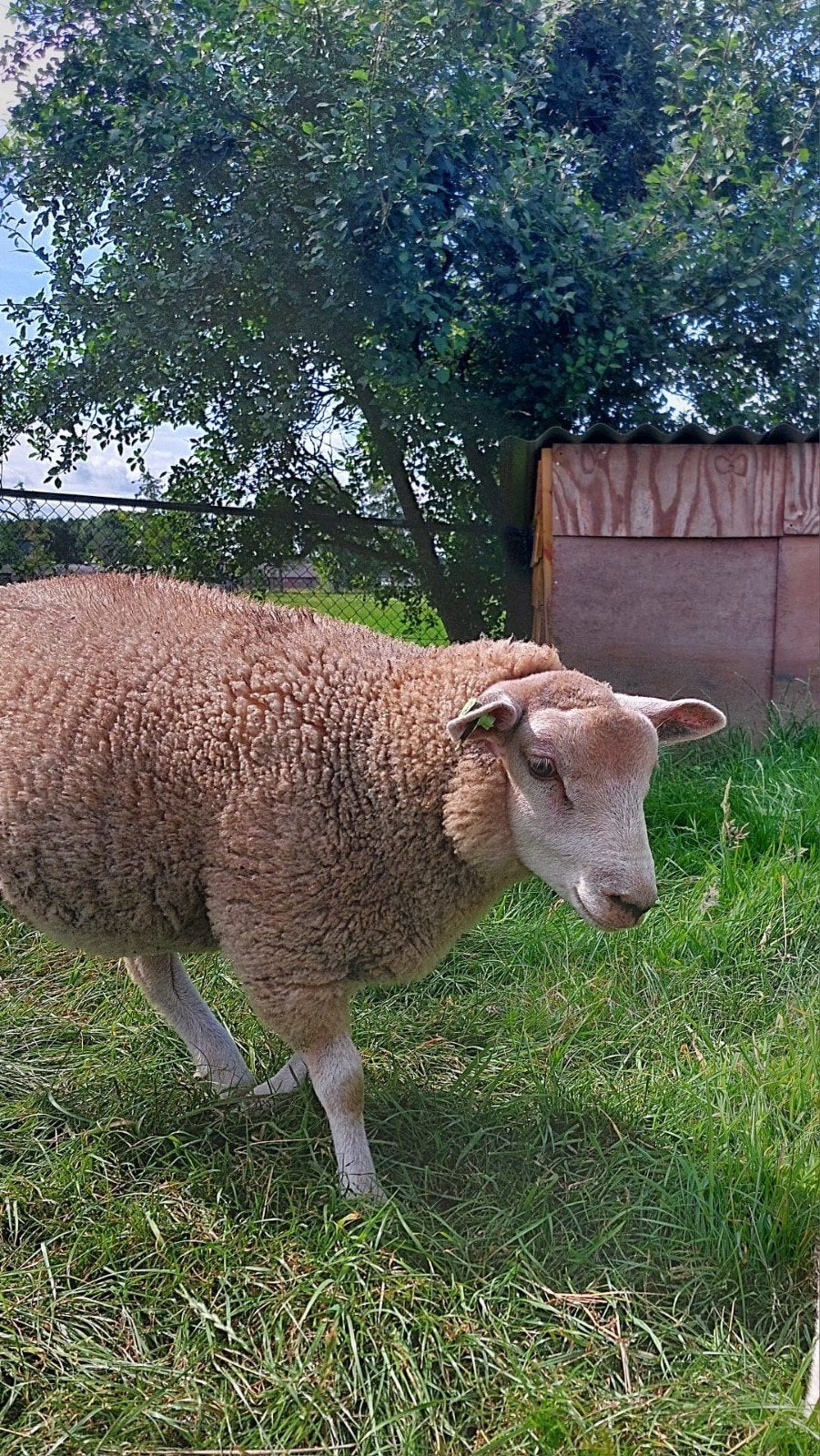 3 Prachtige rammen noordhollander x Engelse texelaar, Mannelijk, Schaap, 0 tot 2 jaar
