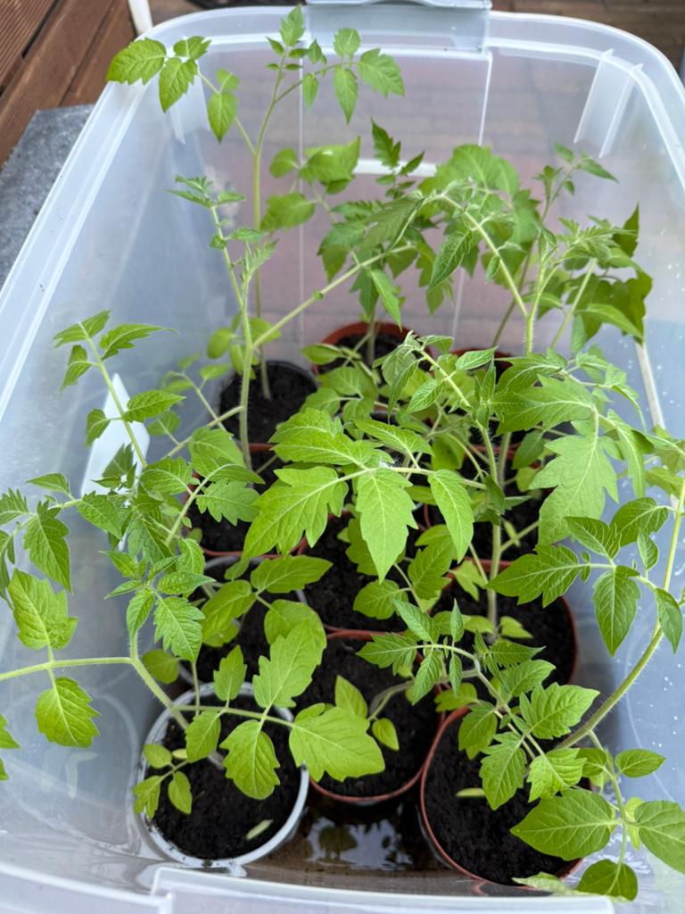 Cherry pruimtomaat tomaat tomatenplant, Ophalen, Minder dan 100 cm, Overige soorten, Lente