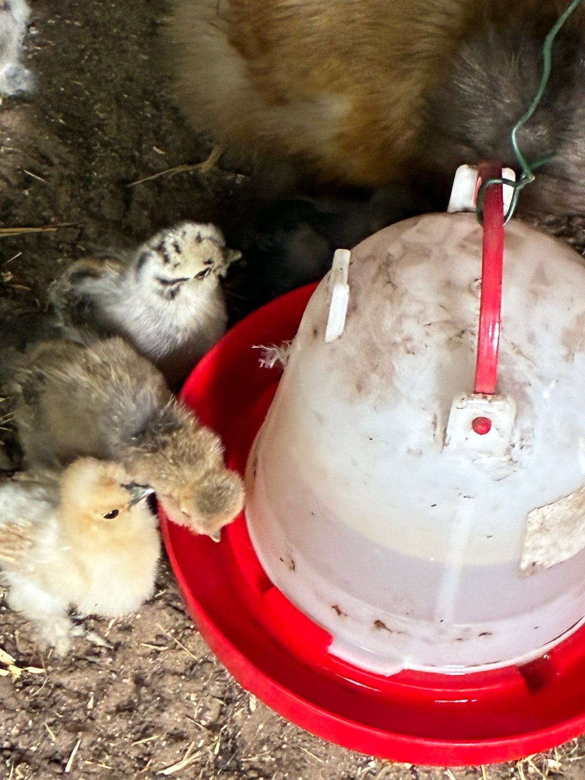 Zijdehoen kloek met kuikentjes, Dieren en Toebehoren, Pluimvee, Geslacht onbekend, Kip