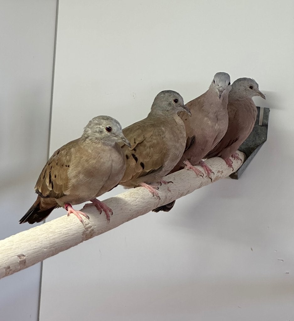 Talpacoti duifjes, Meerdere dieren, Overige soorten