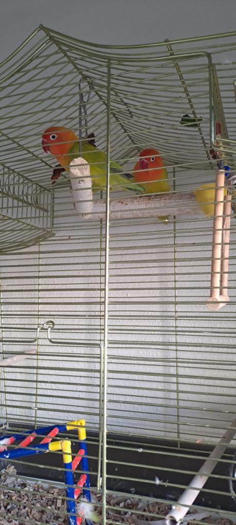 Vogels., Mannelijk, Parkiet