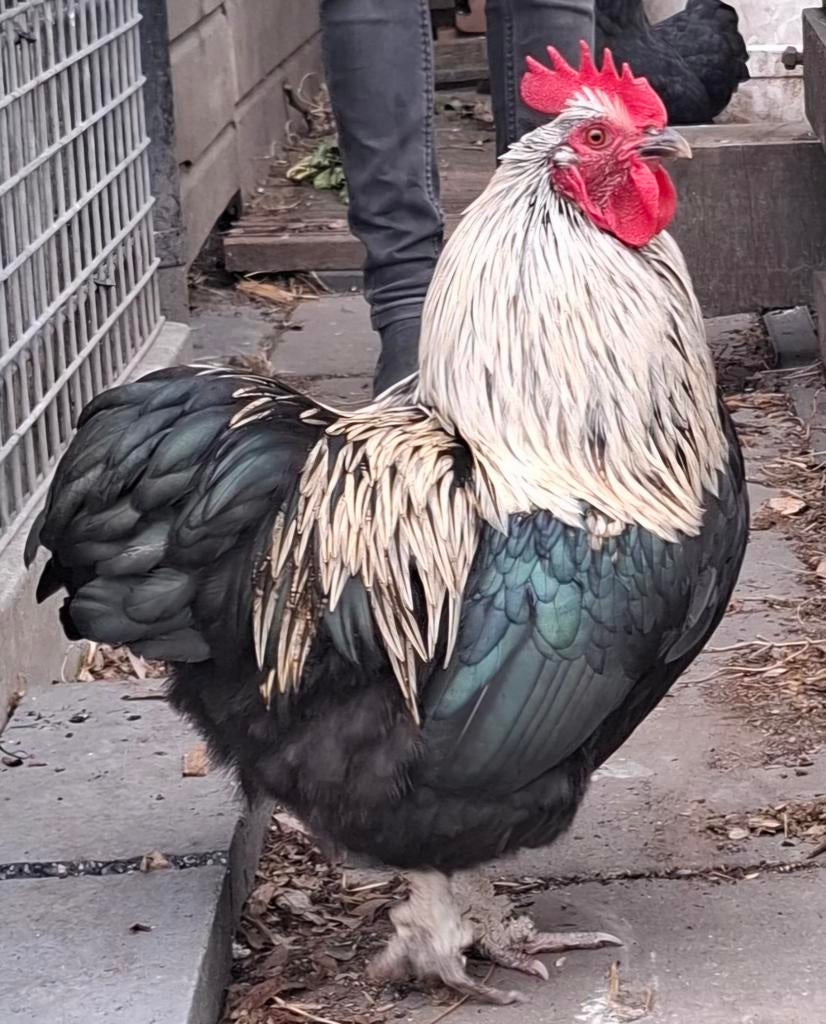 Orpington kriel haan, Dieren en Toebehoren, Pluimvee, Mannelijk, Kip