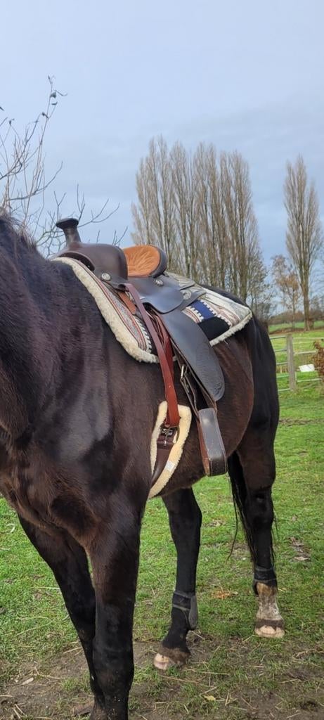 Western zadel, Ophalen