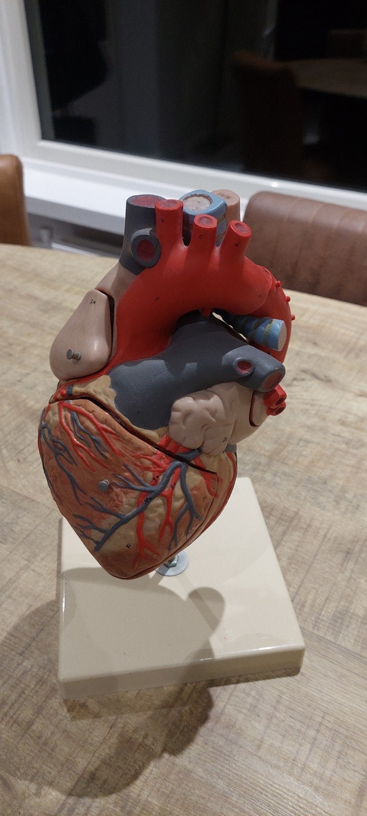 Anatomisch Hartmodel - Educatief en Gedetailleerd, Ophalen, Gebruikt