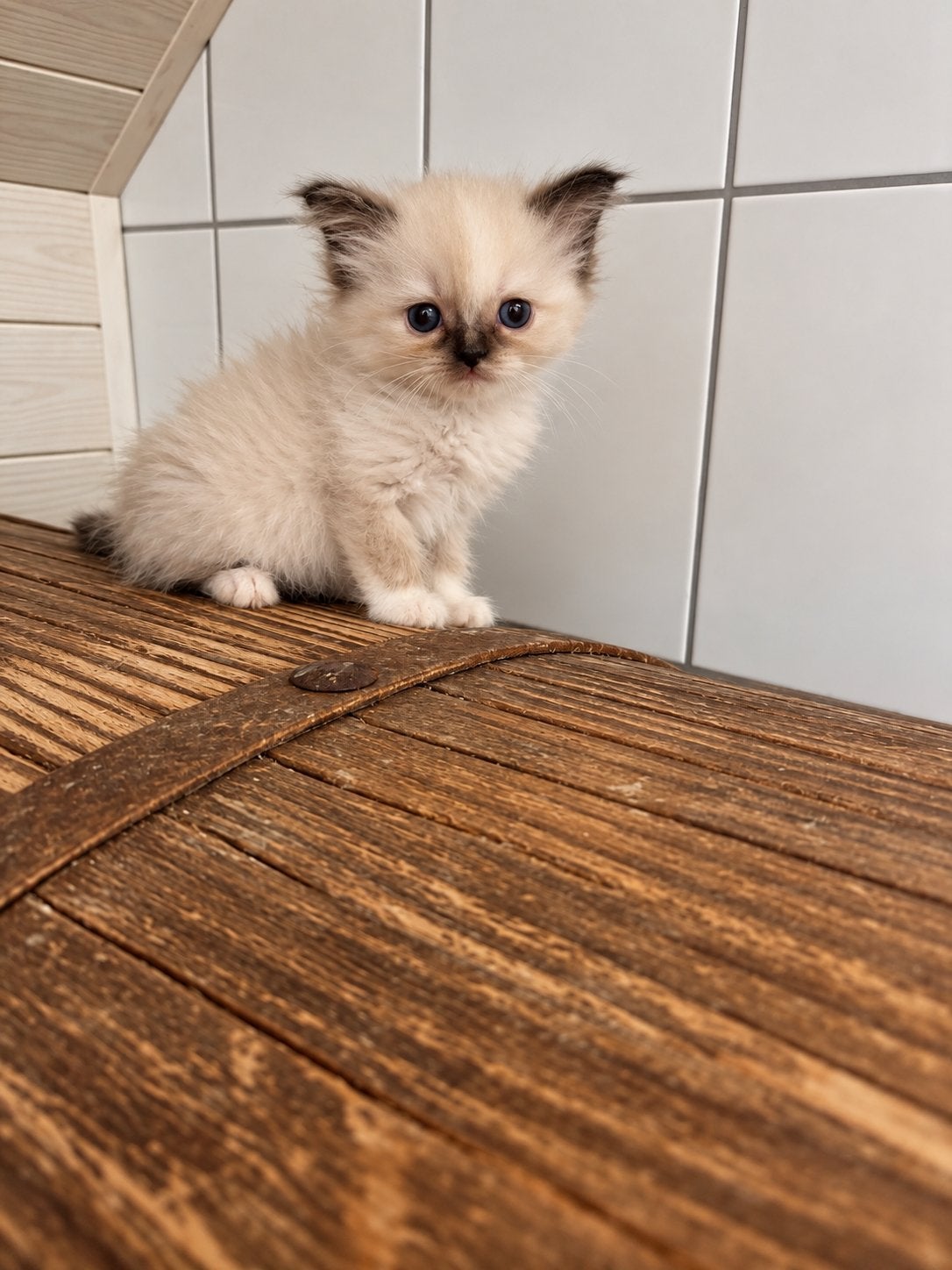 Brits korthaar kitten, Meerdere dieren, Ontwormd, 0 tot 2 jaar